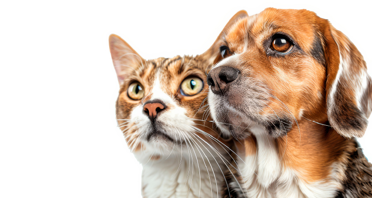 Imagem de gato e cachorro juntos