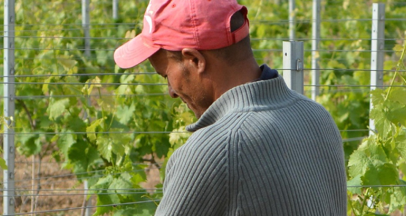 Imagem de trabalhador cuidando de agricultura