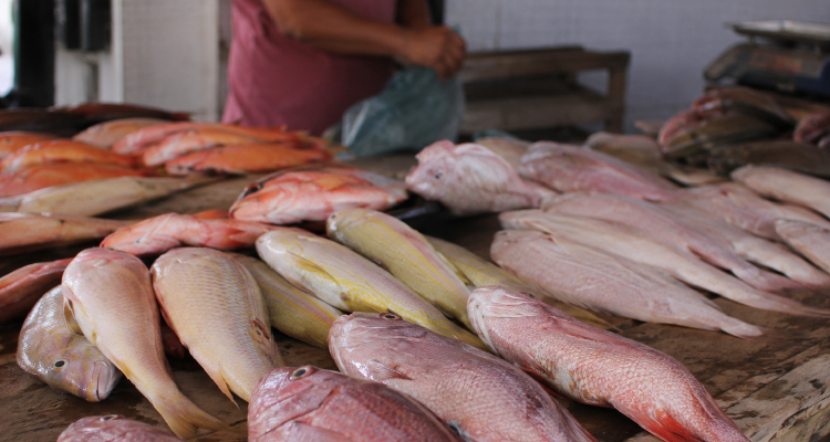 Imagem de balcão com peixes à venda em mercado