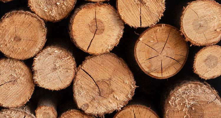 Fotografia de toras de madeira empilhadas