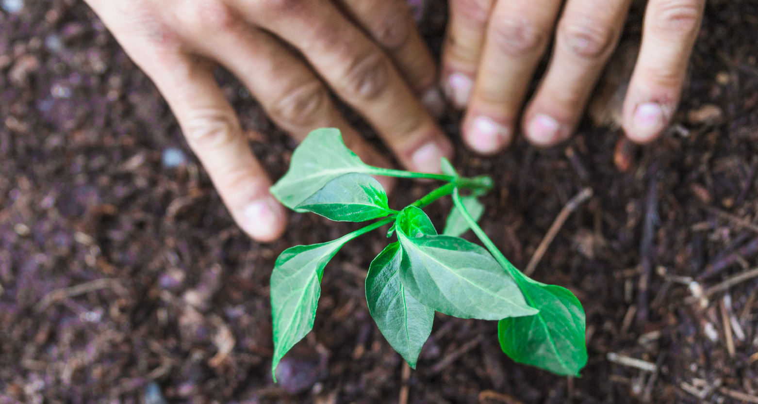 Fotografia de mãos plantando uma muda no solo