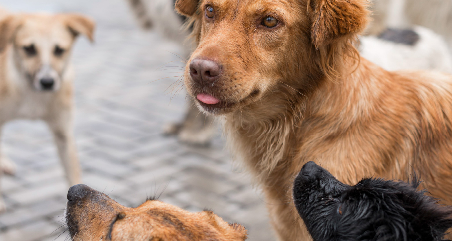 Fotografia de cães juntos em rua