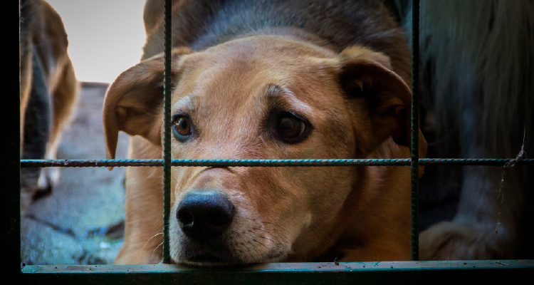 Imagem de cachorro atrás de grade