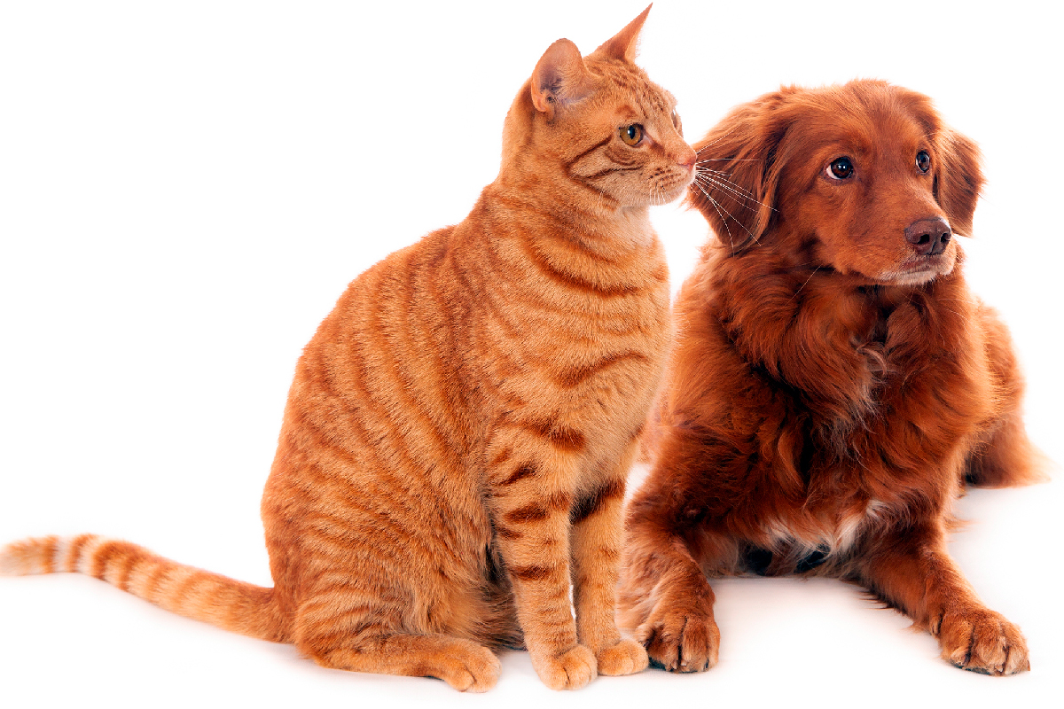 Imagem de gato amarelo junto a cachorro marrom