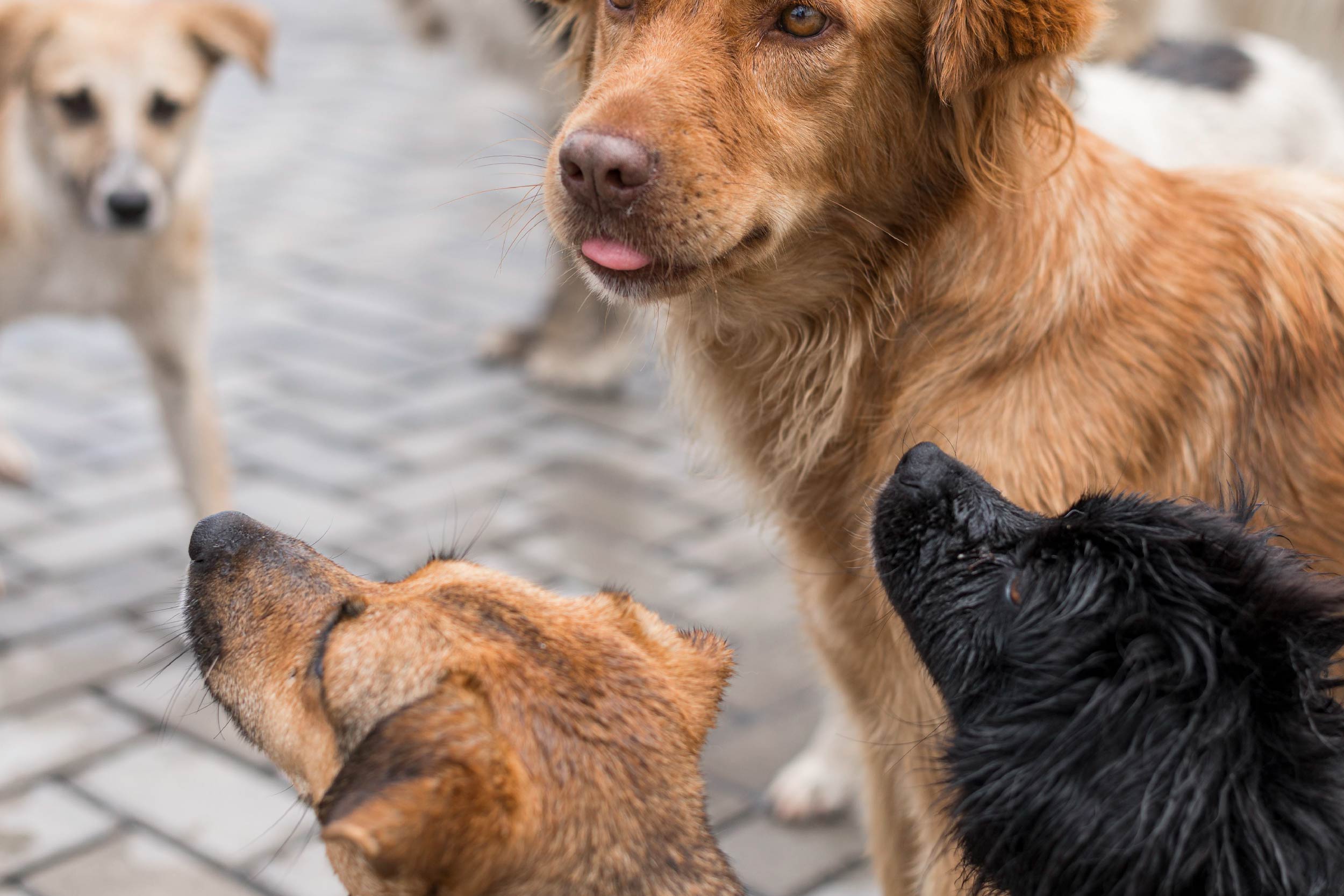 Foto com imagens parciais de quatro cachorros na rua
