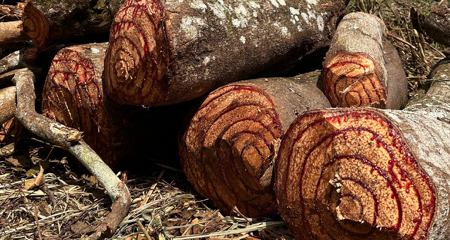 Fotografia de toras de madeira cortadas e empilhadas