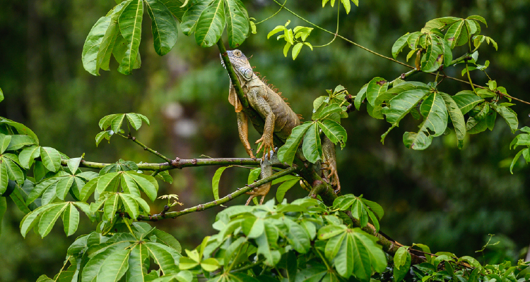 Fotografia de um réptil em um galho de árvore