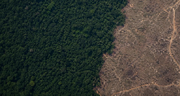 Imagem de ecossistemas vistos do alto
