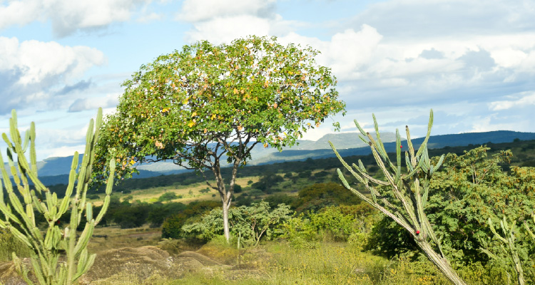 Fotografia de paisagem verde com diversidade de flora