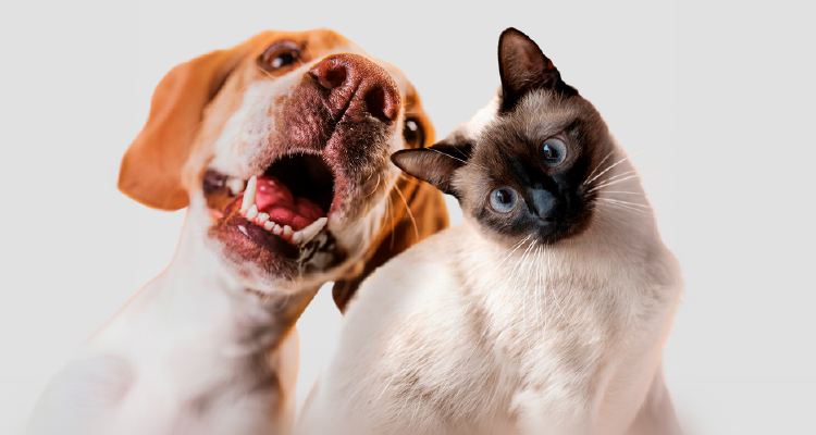 Imagem de cachorro e gato juntos