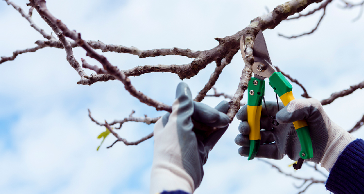 Fotografia de mãos com luvas fazendo pode em galhos de árvore