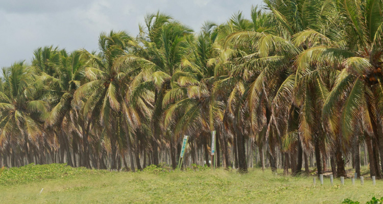 Fotografia de coqueiral à beira-mar