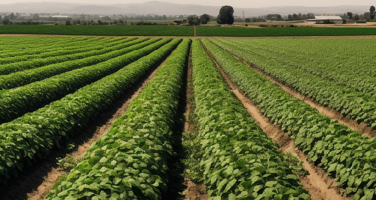 Imagem de terreno com plantações