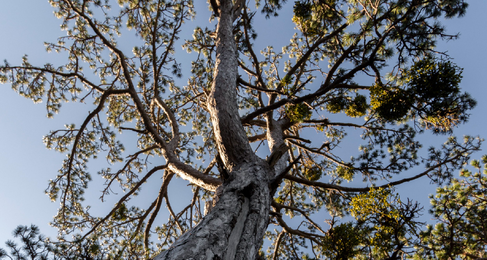 Fotografia de árvore em perspectiva de baixo para cima