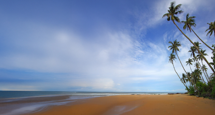 Foto de praia com coqueiral